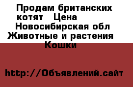 Продам британских котят › Цена ­ 5 000 - Новосибирская обл. Животные и растения » Кошки   